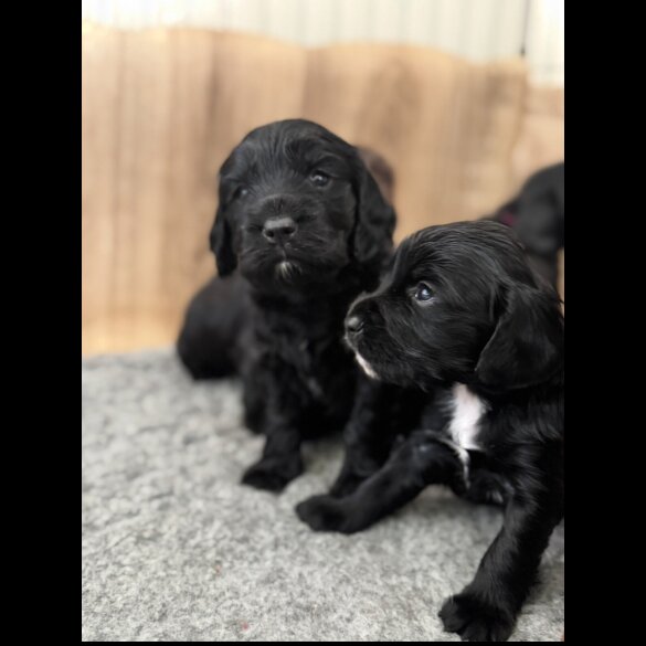 Sprocker Spaniel - Bitches