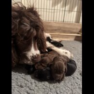 Sprocker Spaniel - Bitches