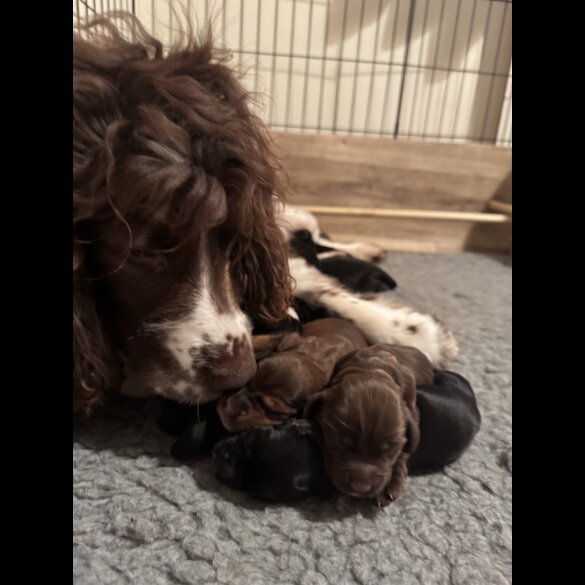 Sprocker Spaniel - Bitches