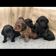 Sprocker Spaniel - Bitches