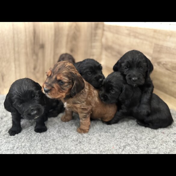 Sprocker Spaniel - Bitches