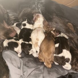 Sprocker Spaniel - Both