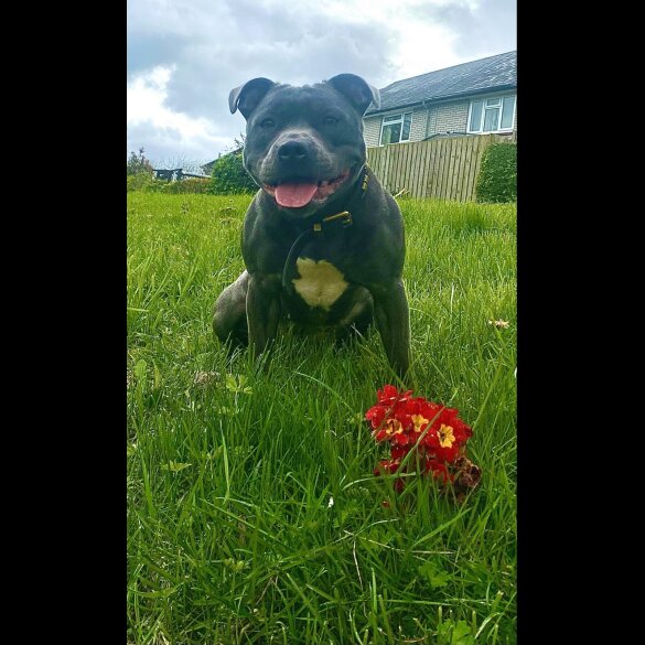 Staffordshire Bull Terrier - Dogs