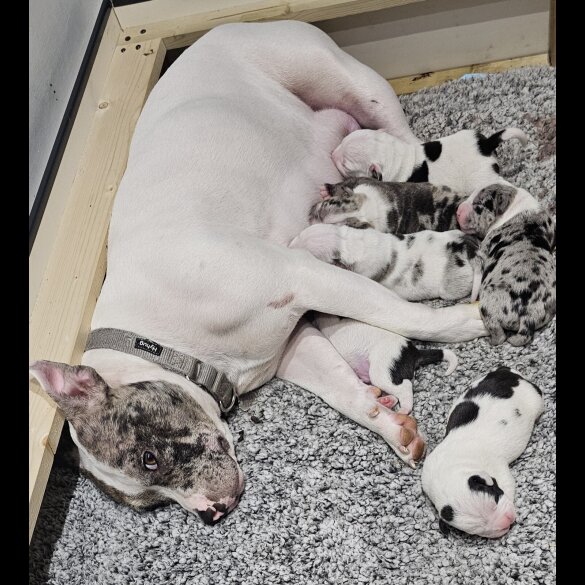 Staffordshire Bull Terrier - Dogs
