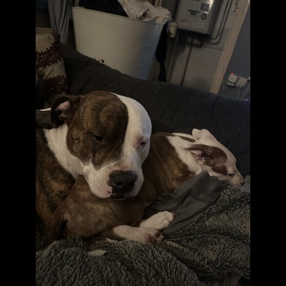 Staffordshire Bull Terrier - Both