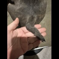 Staffordshire Bull Terrier - Both