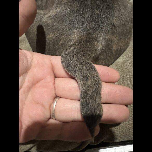 Staffordshire Bull Terrier - Both