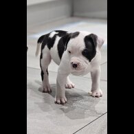 Staffordshire Bull Terrier - Dogs
