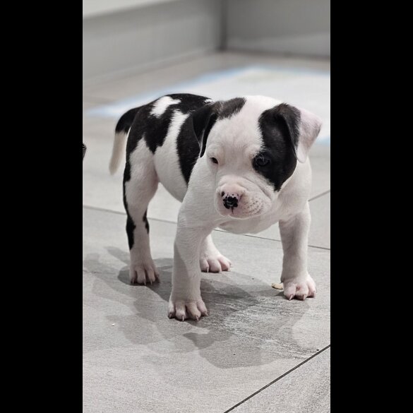 Staffordshire Bull Terrier - Dogs