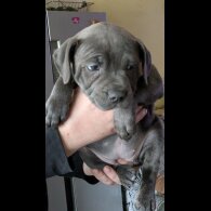 Staffordshire Bull Terrier - Both