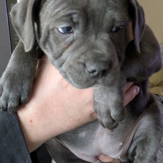 Staffordshire Bull Terrier - Both