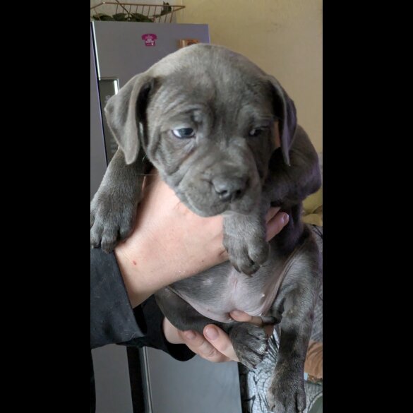 Staffordshire Bull Terrier - Both