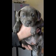 Staffordshire Bull Terrier - Both