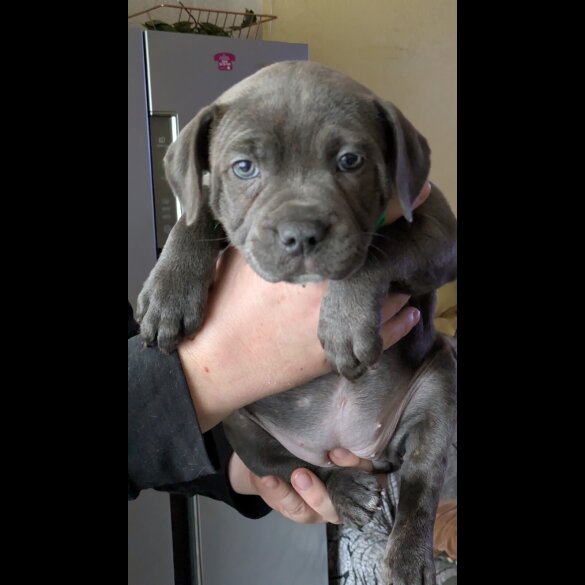 Staffordshire Bull Terrier - Both