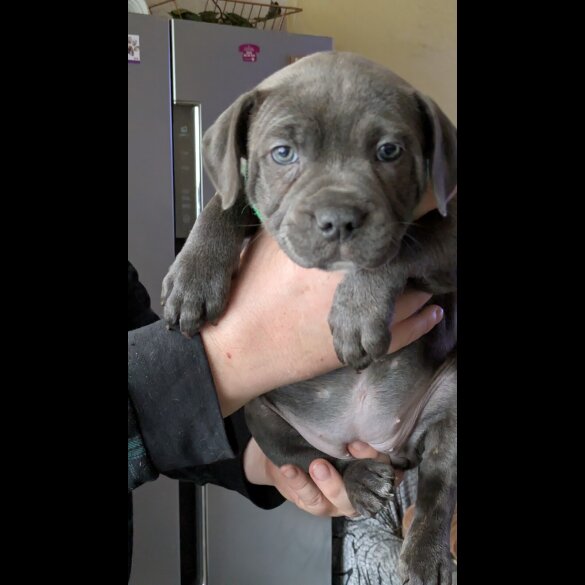 Staffordshire Bull Terrier - Both