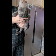 Staffordshire Bull Terrier - Both