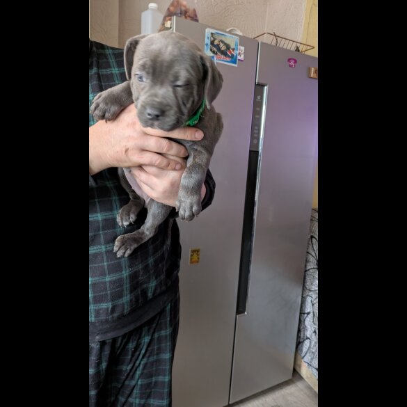 Staffordshire Bull Terrier - Both