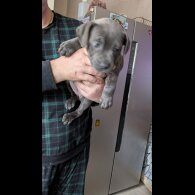 Staffordshire Bull Terrier - Both
