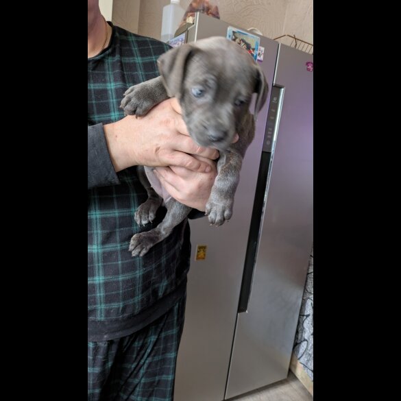 Staffordshire Bull Terrier - Both