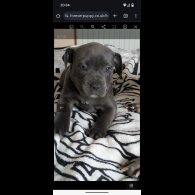 Staffordshire Bull Terrier - Both