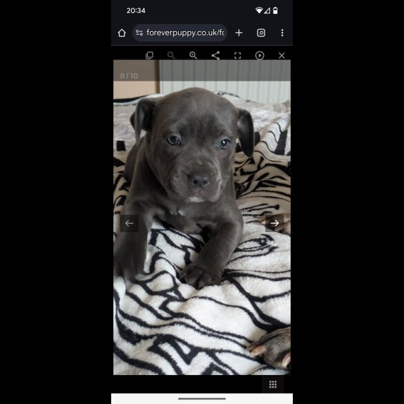 Staffordshire Bull Terrier - Both
