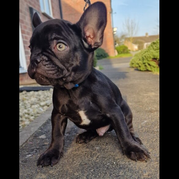 French Bulldog - Both