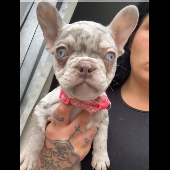 French Bulldog - Both