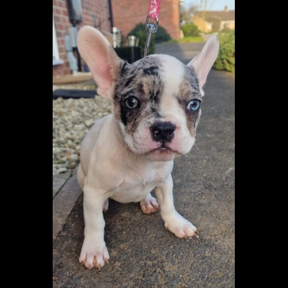 French Bulldog - Both