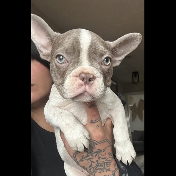 French Bulldog - Both