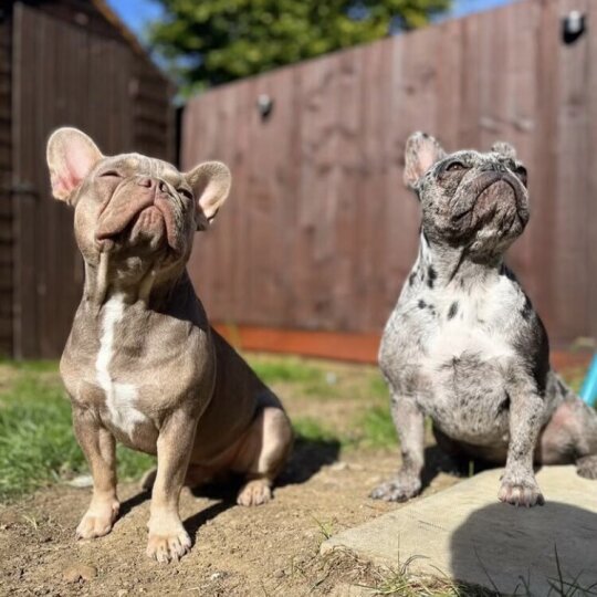 French Bulldog - Both