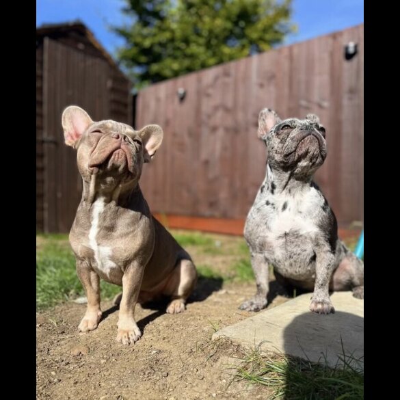 French Bulldog - Both