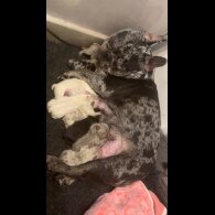 French Bulldog - Both