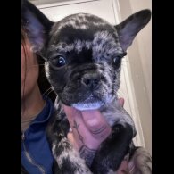 French Bulldog - Both