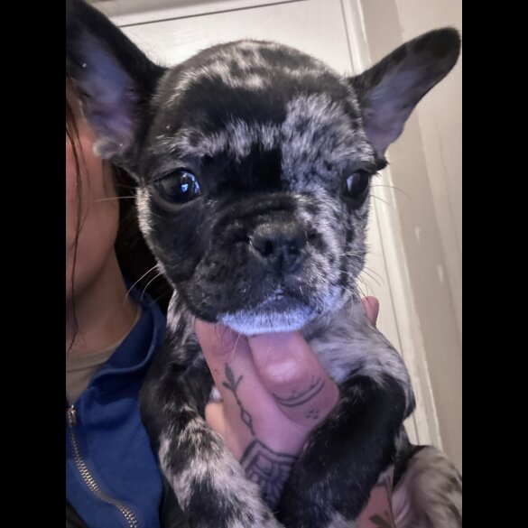 French Bulldog - Both