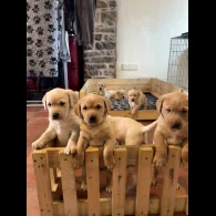 Labrador Retriever - Both