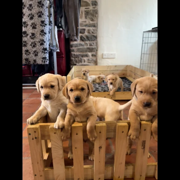 Labrador Retriever - Both