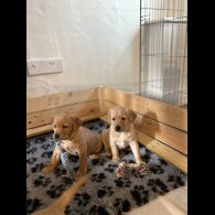 Labrador Retriever - Both
