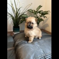 Pomeranian - Both