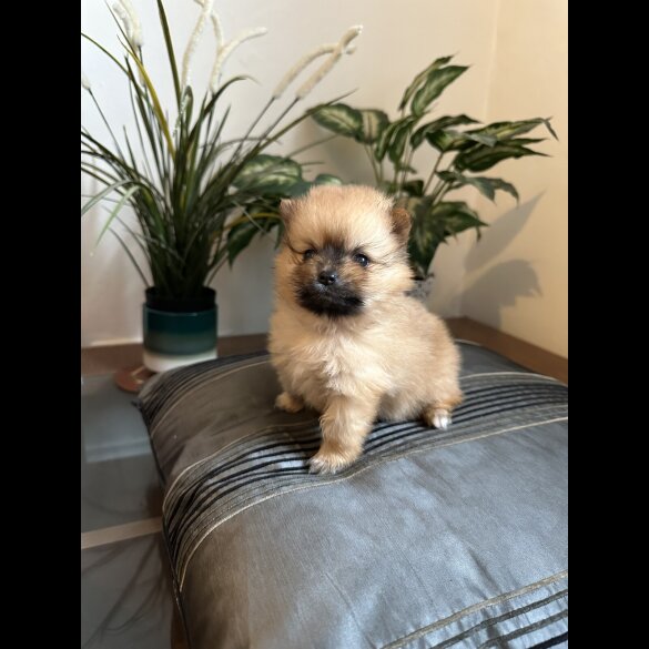 Pomeranian - Both