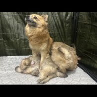 Pomeranian - Both
