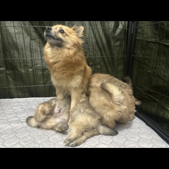Pomeranian - Both