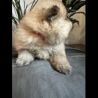 Pomeranian - Both