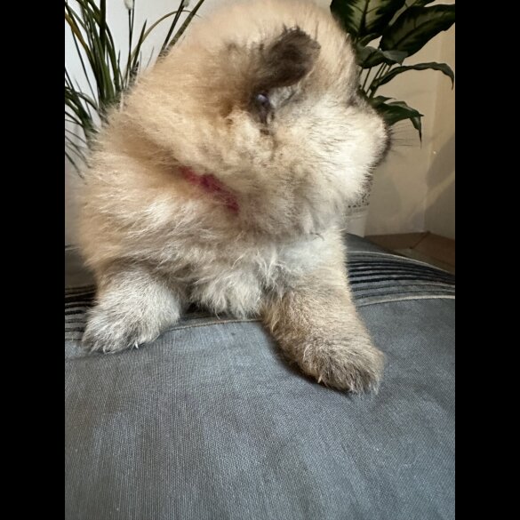 Pomeranian - Both