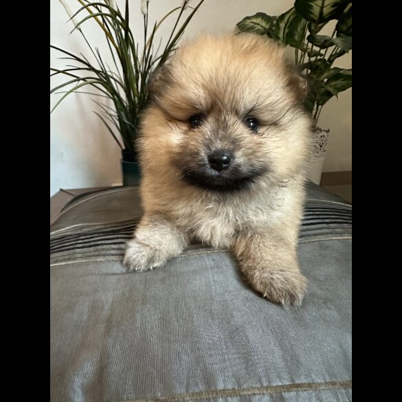 Pomeranian - Both