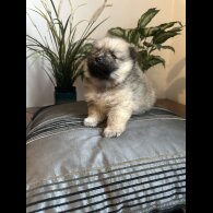 Pomeranian - Both