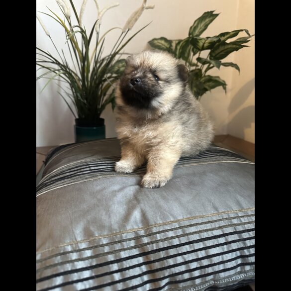 Pomeranian - Both
