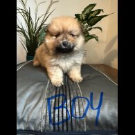 Pomeranian - Both