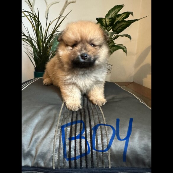 Pomeranian - Both