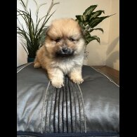 Pomeranian - Both