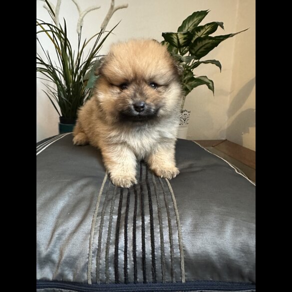 Pomeranian - Both